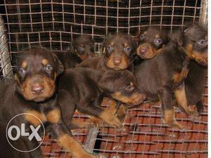 Good quality healthy Doberman puppy available