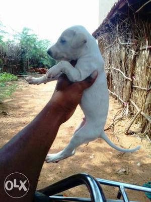 Good quality mudhol hound male puppy available