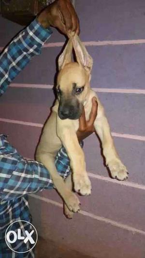 Great Dane male Puppy available in heavy size