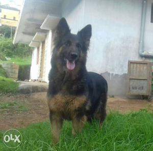 Gsd long coat female