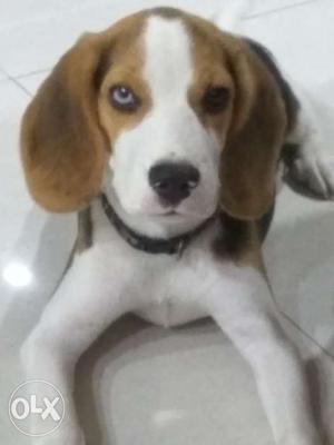 Healthy 3 month old beagle