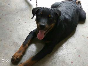 Heavy bone rottweiler male