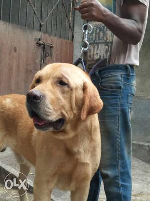 Heavy male labrador available for