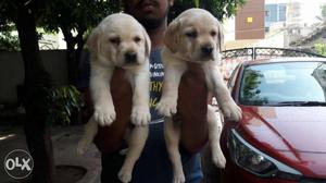 Heavy size lab puppies available in honey petzone
