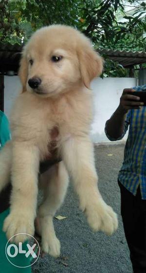 High quality pure breed Golden retriever puppy 2 months