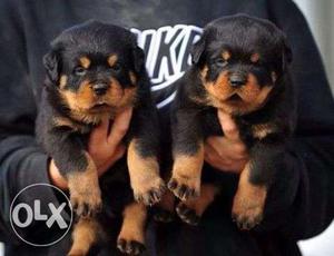 Huge Size Rottweiler pups from Direct import