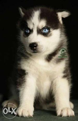 Husky Male blue eyes