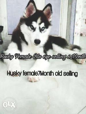 Husky female6Month bLu eye selling call serous