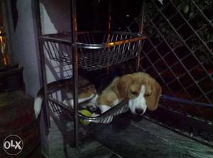 I want to sell my beagle dog 7 months old in good