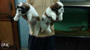 Import line SHIHTZU show quality pups furry full