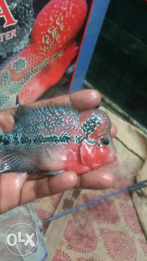 Imported flower horn fish mail. if u interested u