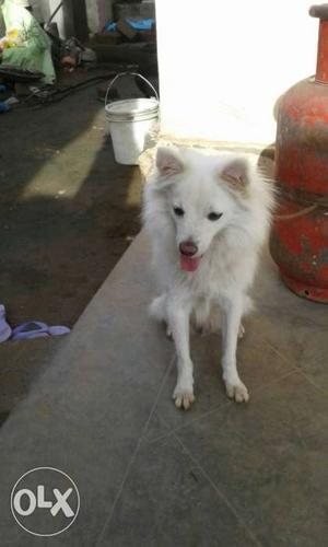 Indian spitZ male 1year old