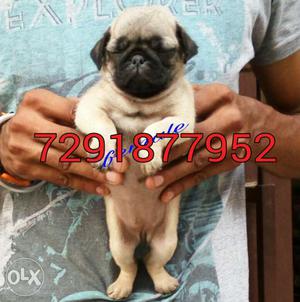 Kapil pets pug puppy Available