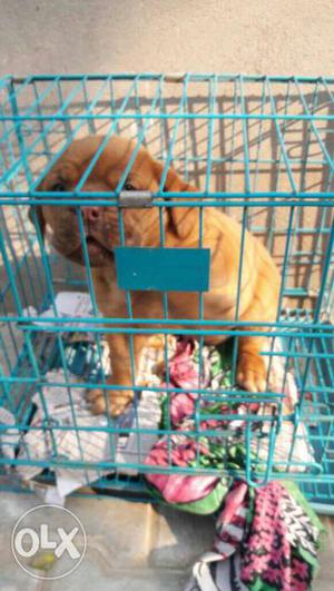 Kci regsitrd French mastiff pups sell...