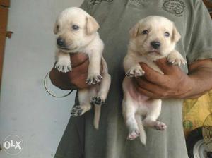 Labrador Pup Sale In Agra [Male price  & Female price