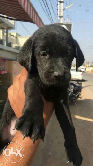 Labrador black m fawn female puppy Puppy for sale
