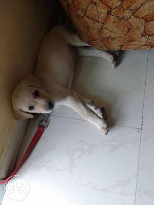 Labrador dog pet60 days old first vaccination