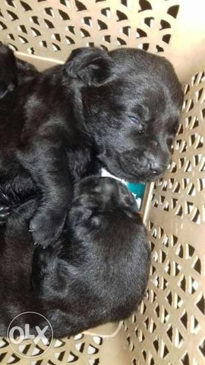Labrador female pups 3 female for sale