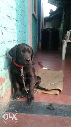 Labrador pure breed male 3month old. fixed price.
