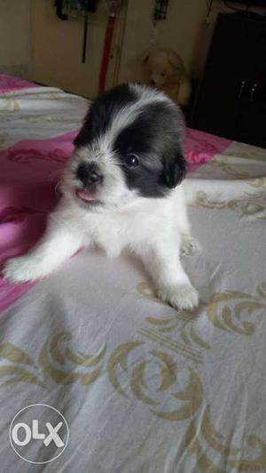 Lahsa Apso Puppy for sale