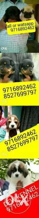Landmark quality of (Beagle puppies) for sell