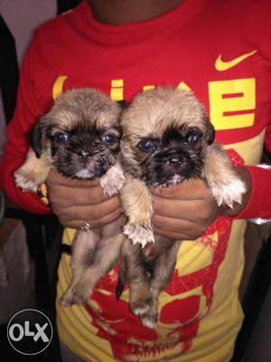 Lasha apso puppy for sale