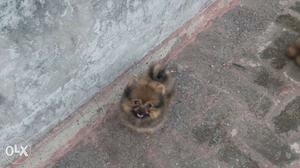 Light Brown Teacup Pomeranian Puppy