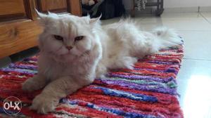 Light cream colour male persian cat for sale 1.5