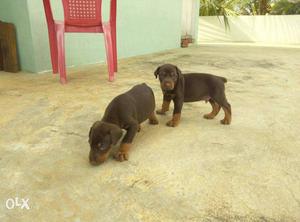 Liver nd tan Top show quality doberman puppies available in