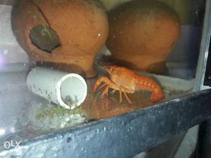 Lobsters for sale
