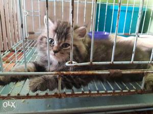 Long Fur Silver Tabby Kitten