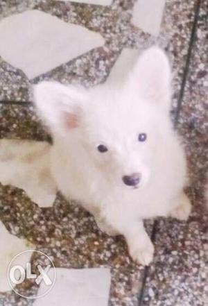 Long coat white puppy