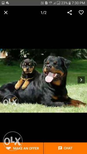 Mahogany Rottweiler Dog And Puppy