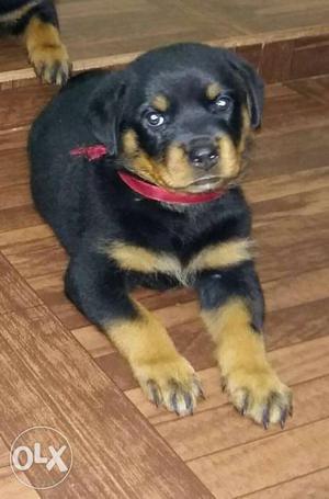 Mahogany Rottweiler Puppy With Red Collar