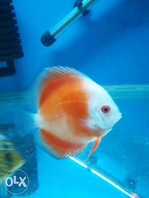 Malaysian white face red melon discus for sell