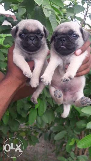 Male fimale pug puppies available
