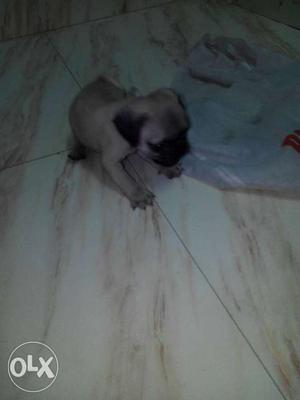 Male pug puppy. Very active and adorable puppy. At best