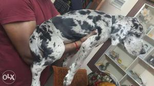 Merlin great dane puppy available in bangalore