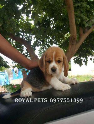 Most intelligent Breed Beagle pups Available At WILSON PETS