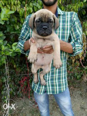 Offer valid up to this week 4 bull mastiff