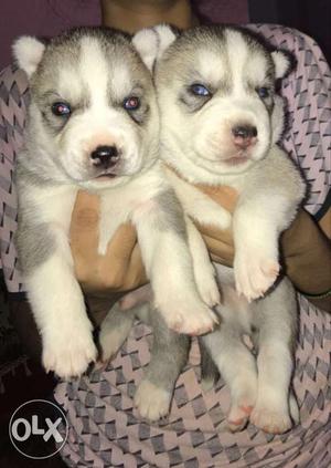 One Black-and-white And One Silver Siberian Husky Puppies