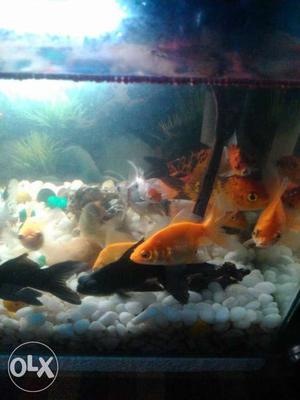 Orange And Black School Of Fish