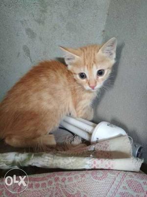Orange cat 1 month old