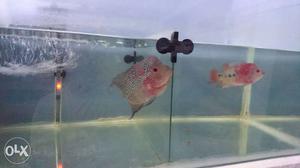 Pair of flower horn fish for sale for reasonable