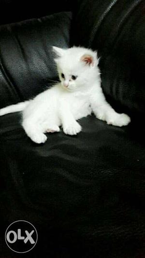 Persian blue eyed pure snow white kitten