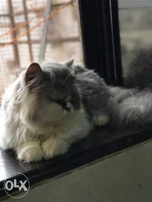 Persian cat 18 months female