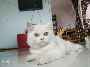 Persian cat male or female available