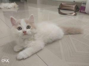 Persian kittens available in all colors and types