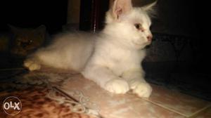 Persian white female kitten at very low cost