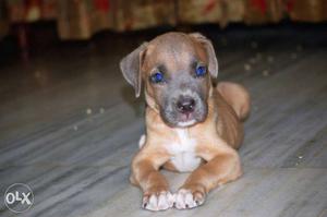 Pitbull puppy for immediate sale father champion